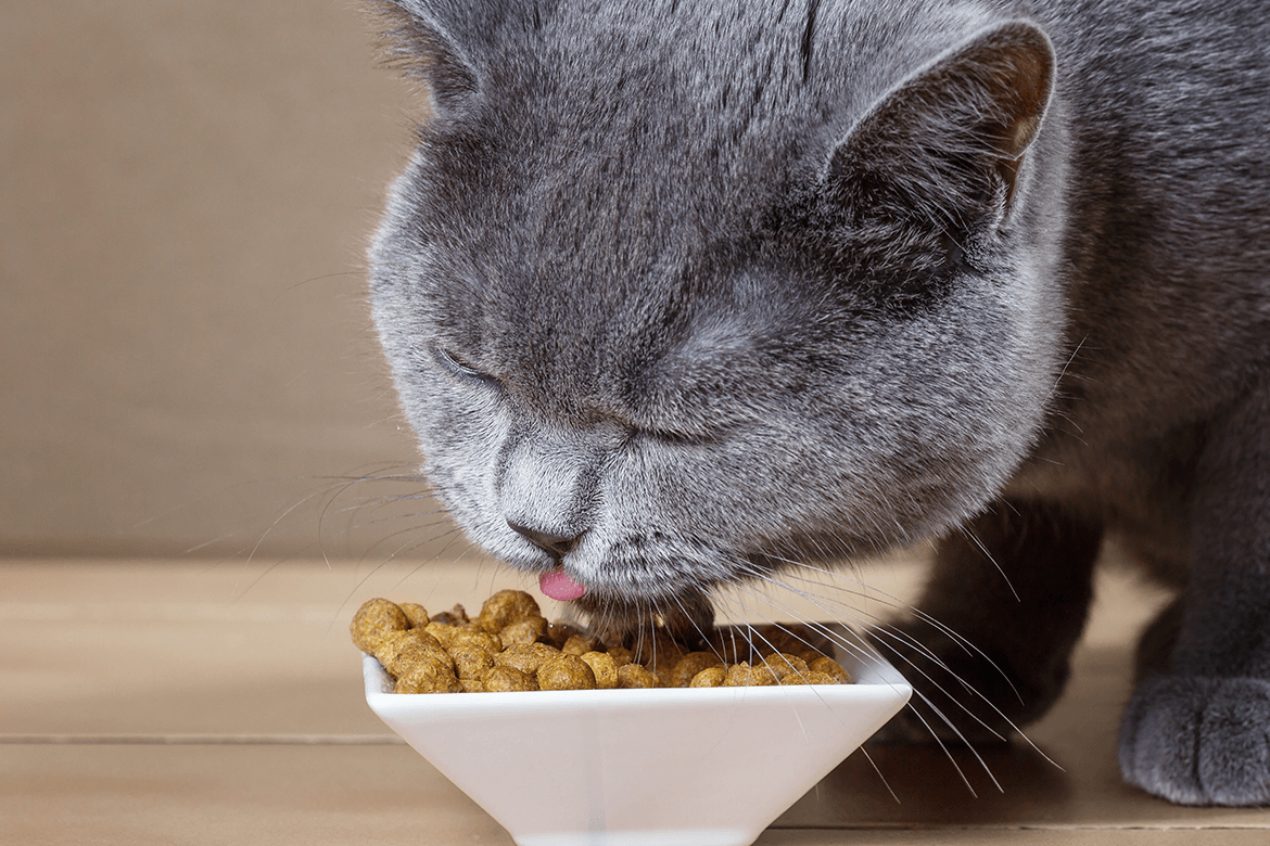 Kısır Kedi Beslenmesi
