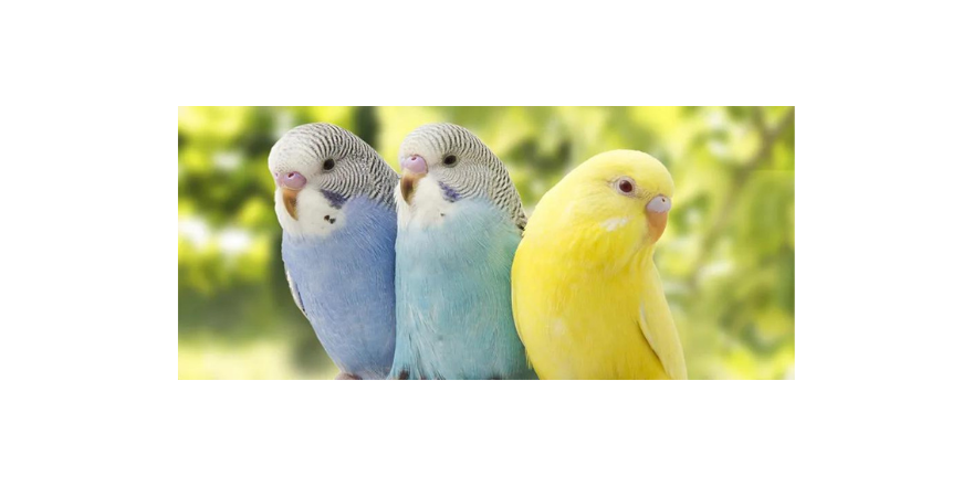 Muhabbet Kuşları: Evimizin Renkli Konukları