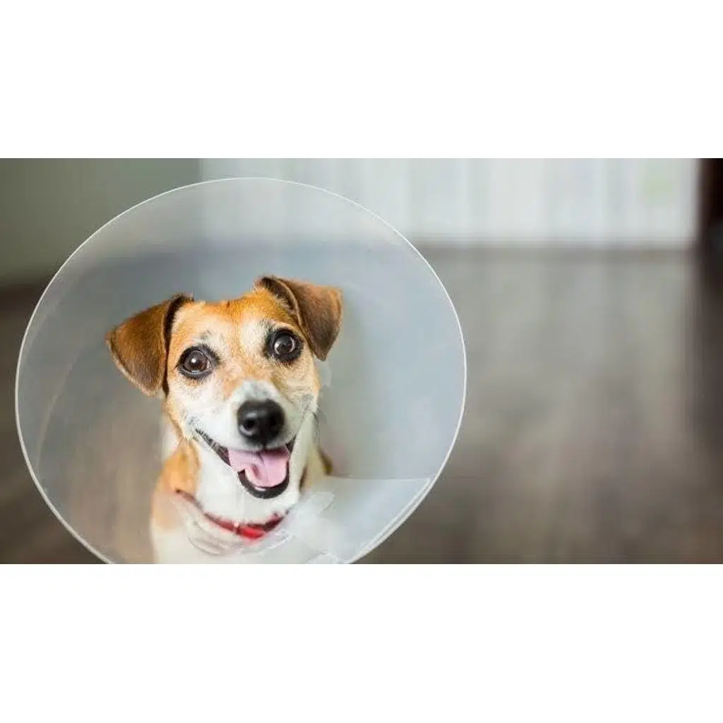 Lion Elizabet Yakalık 15 Cm