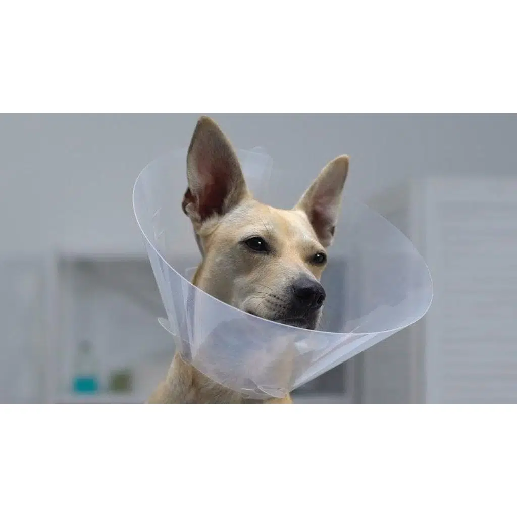 Lion Elizabet Yakalık 20 Cm