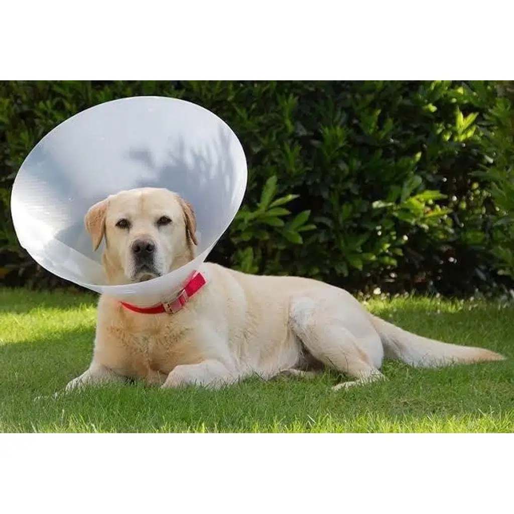 Lion Elizabet Yakalık 40 Cm